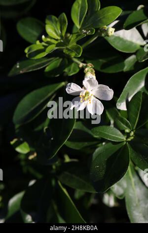 Choisya ternata ‘Moonshine’ mexikanische Orangenblüte – kleine duftende Cluster aus weißen sternförmigen Blüten und dunkelgrünen obovaten Blättern, November, Großbritannien Stockfoto