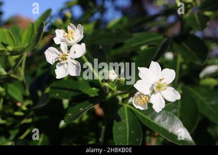 Choisya ternata ‘Moonshine’ mexikanische Orangenblüte – kleine duftende Cluster aus weißen sternförmigen Blüten und dunkelgrünen obovaten Blättern, November, Großbritannien Stockfoto