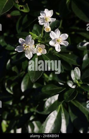 Choisya ternata ‘Moonshine’ mexikanische Orangenblüte – kleine duftende Cluster aus weißen sternförmigen Blüten und dunkelgrünen obovaten Blättern, November, Großbritannien Stockfoto