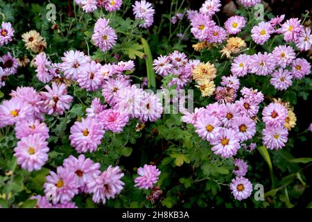 Chrysantheme ‘Mei-Kyo’ doppelte weiße Blüten mit hellrosa Rändern und kurzen Blütenblättern, tiefrosa inneren Blütenblättern und gelbem Zentrum, hohe Stiele, November, Stockfoto