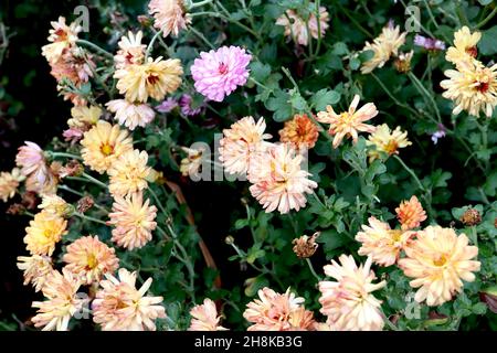 Chrysantheme ‘Peggy’ doppelte blassorange Blüten mit blassrosa Rändern und kurzen Blütenblättern, gelbes Zentrum, hohe Stiele, November, England, VEREINIGTES KÖNIGREICH Stockfoto