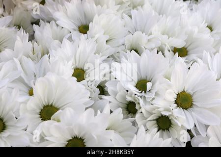 Chrysantheme x morifolium ‘Icey Isle’ winterharter Garten Mama Icey Isle – mehrschichtige weiße Blüten mit langen Blütenblättern und offenem Zentrum, November, England, Stockfoto