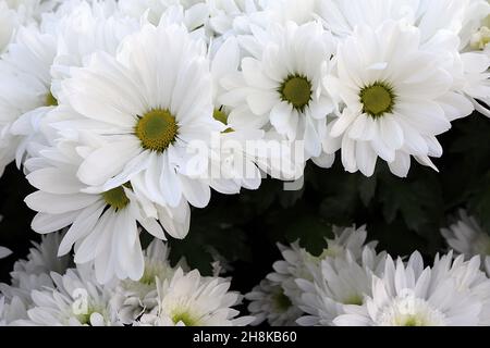 Chrysantheme x morifolium ‘Icey Isle’ winterharter Garten Mama Icey Isle – mehrschichtige weiße Blüten mit langen Blütenblättern und offenem Zentrum, November, England, Stockfoto