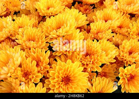 Chrysantheme x morifolium ‘Mika Orange’ winterharte Gartenmom Mika Orange – mehrschichtige gelb-orange Blüten mit orangenem Zentrum, November, England, Großbritannien Stockfoto