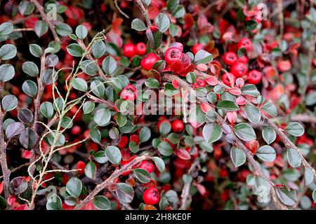 Cotoneaster horizontalis Wand-Cotoneaster – runde rote Beeren und kleine glänzende dunkelgrüne und rote ovate Blätter, November, England, Großbritannien Stockfoto