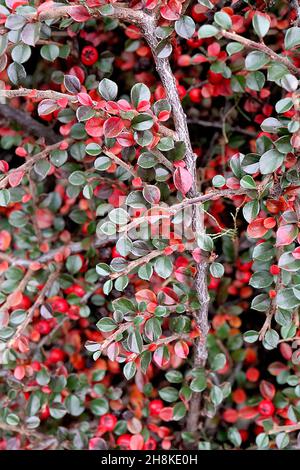 Cotoneaster horizontalis Wand-Cotoneaster – runde rote Beeren und kleine glänzende dunkelgrüne und rote ovate Blätter, November, England, Großbritannien Stockfoto