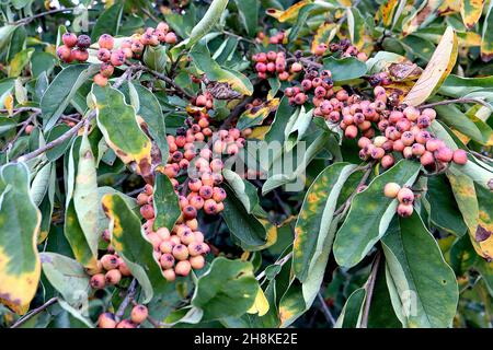 Cotoneaster racemiflorus aus schwarzem Holz - große, gestielte Trauben aus mattierten runden orangeroten Beeren und dunkelgrünen, lanzenförmigen Blättern mit gelben Flecken, Stockfoto