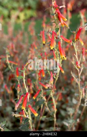 Cuphea ignea ‘David Verity’ Zigarrenpflanze – aufrechte Trauben von röhrenförmigen rot-orangen Blüten mit gelben Blütenblattenden, November, England, Großbritannien Stockfoto