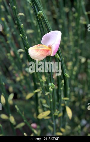 Cytisus scoparius ‘Goldfinch’ Scotch Besen – erbsenförmige Blüten mit hellrosa Flügeln und hellgelben Kielfleckigen roten, aufrecht gerillten Stielen, November Stockfoto