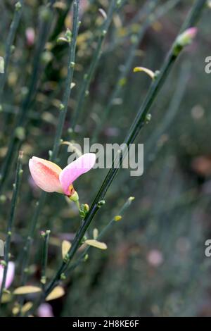 Cytisus scoparius ‘Goldfinch’ Scotch Besen – erbsenförmige Blüten mit hellrosa Flügeln und hellgelben Kielfleckigen roten, aufrecht gerillten Stielen, November Stockfoto