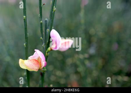 Cytisus scoparius ‘Goldfinch’ Scotch Besen – erbsenförmige Blüten mit hellrosa Flügeln und hellgelben Kielfleckigen roten, aufrecht gerillten Stielen, November Stockfoto