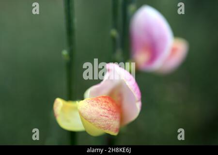 Cytisus scoparius ‘Goldfinch’ Scotch Besen – erbsenförmige Blüten mit hellrosa Flügeln und hellgelben Kielfleckigen roten, aufrecht gerillten Stielen, November Stockfoto