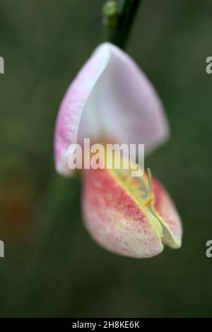 Cytisus scoparius ‘Goldfinch’ Scotch Besen – erbsenförmige Blüten mit hellrosa Flügeln und hellgelben Kielfleckigen roten, aufrecht gerillten Stielen, November Stockfoto