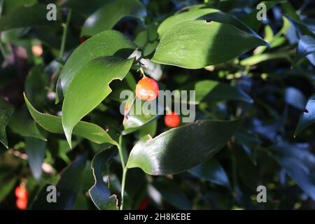 Danae racemosa alexandrinischer Lorbeer – orange rote Beeren und elliptisch glänzende, weiche, satte, dunkelgrüne Blätter, November, England, Großbritannien Stockfoto