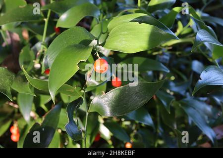 Danae racemosa alexandrinischer Lorbeer – orange rote Beeren und elliptisch glänzende, weiche, satte, dunkelgrüne Blätter, November, England, Großbritannien Stockfoto