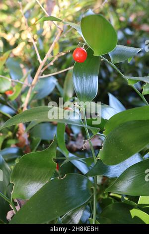 Danae racemosa alexandrinischer Lorbeer – orange rote Beeren und elliptisch glänzende, weiche, satte, dunkelgrüne Blätter, November, England, Großbritannien Stockfoto