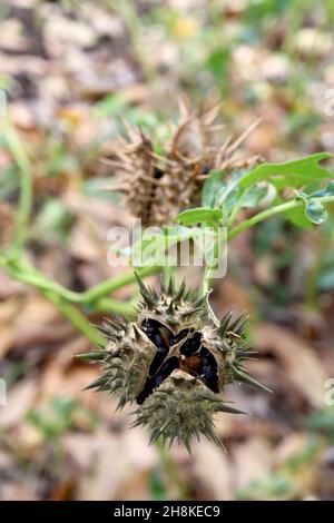 Datura stramonium thorn Apple – Buff ovoid stachelige Fruchtkapsel mit runden schwarzen faltigen Samen, November, England, Großbritannien Stockfoto