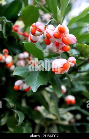 Euonymus hamiltonianus subsp sieboldianus Hamilton's Spindelbaum - geriffelte hellrosa Fruchtkapseln und mittelgrüne Blätter, November, England, Großbritannien Stockfoto