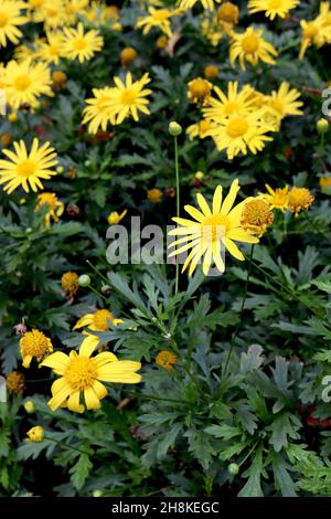 Euryops pectinatus Graublättrige Euryops – leuchtend gelbe Gänseblümchen-ähnliche Blüten über farnähnlichen Blättern, November, England, Großbritannien Stockfoto