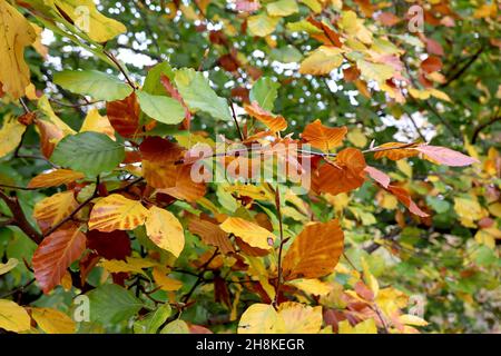 Fagus sylvatica f purpurea Kupferbuche – rotbraune, mittelgrüne und gelb-eige glänzende Blätter, November, England, UK Stockfoto