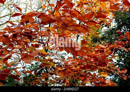 Fagus sylvatica f purpurea Kupferbuche – rotbraune, mittelgrüne und gelb-eige glänzende Blätter, November, England, UK Stockfoto