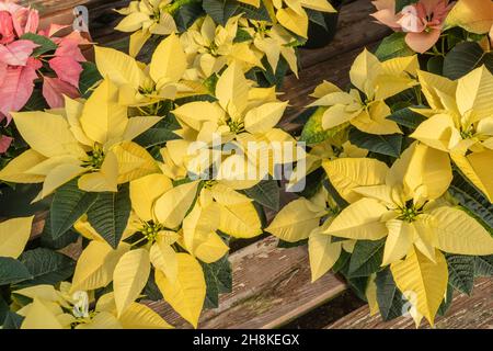 Schöne gelbe Weihnachtsstern frisch und bereit für die Weihnachtszeit. Stockfoto