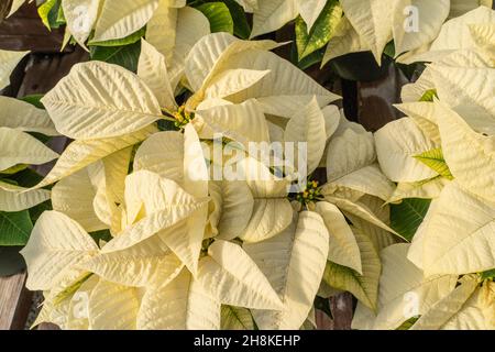 Schöne gelbe Weihnachtsstern frisch und bereit für die Weihnachtszeit. Weihnachtssterne frisch und bereit für die Weihnachtszeit. Stockfoto