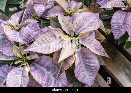 Schöne violette Weihnachtssterne frisch und bereit für die Weihnachtszeit. Stockfoto