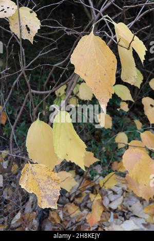 Fothergilla monticola Mountain Hexe Erle Monticola Group – eiskalt gelbe und hellgrüne Blätter mit gefalztem Rand, November, England, UK Stockfoto