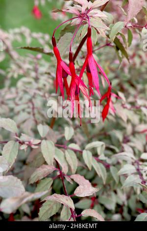 Fuchsia magellanica var gracilis ‘Versicolor’ violette Röhre und schlanke purpurrote Sepalen, graugrüne Blätter und rote Stängel, November, England, Großbritannien Stockfoto