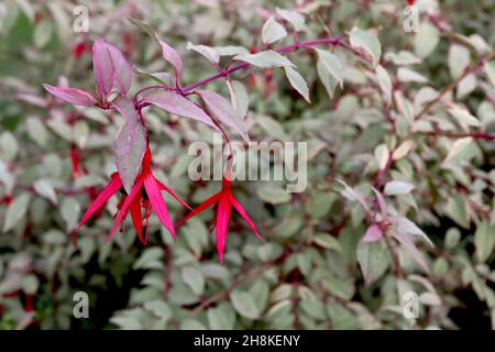 Fuchsia magellanica var gracilis ‘Versicolor’ violette Röhre und schlanke purpurrote Sepalen, graugrüne Blätter und rote Stängel, November, England, Großbritannien Stockfoto