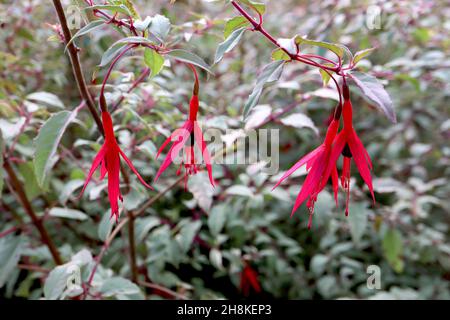 Fuchsia magellanica var gracilis ‘Versicolor’ violette Röhre und schlanke purpurrote Sepalen, graugrüne Blätter und rote Stängel, November, England, Großbritannien Stockfoto