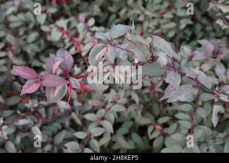 Fuchsia magellanica var gracilis ‘Versicolor’ violette Röhre und schlanke purpurrote Sepalen, graugrüne Blätter und rote Stängel, November, England, Großbritannien Stockfoto