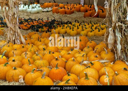 Geerntete Kürbisse und Kürbisse „Cucurbita pepo“. Stockfoto