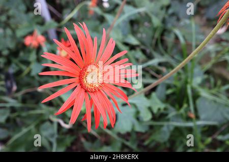 Gerbera jamesonii Transvaal Daisy – doppelte korallorangene Blüten mit schlanken Blütenblättern, November, England, Großbritannien Stockfoto