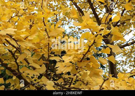 Gingko biloba maidenhair Tree – gelbe fächerförmige Blätter mit gelben Stielen, November, England, Großbritannien Stockfoto