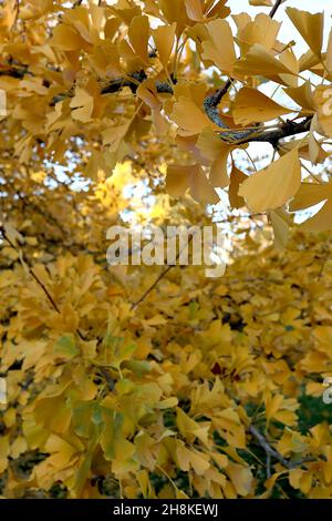 Gingko biloba ‘Pendula’ weinender Maidenhair-Baum – gelbe fächerförmige Blätter mit gelben Stielen, hängende Äste, November, England, Großbritannien Stockfoto