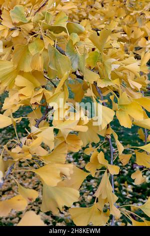 Gingko biloba ‘Pendula’ weinender Maidenhair-Baum – gelbe fächerförmige Blätter mit gelben Stielen, hängende Äste, November, England, Großbritannien Stockfoto