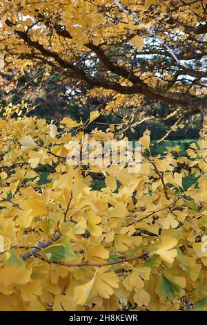 Gingko biloba ‘Pendula’ weinender Maidenhair-Baum – gelbe fächerförmige Blätter mit gelben Stielen, hängende Äste, November, England, Großbritannien Stockfoto