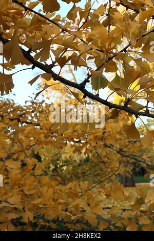 Gingko biloba ‘Pendula’ weinender Maidenhair-Baum – gelbe fächerförmige Blätter mit gelben Stielen, hängende Äste, November, England, Großbritannien Stockfoto