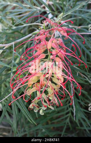 Grevillea ‘Coastal Sunset’ Spinnenblume Coastal Sunset - tonnenförmige Ansammlung röhrenförmiger, blassgrüner Blüten mit langen, gewellten, rosa Anthern, November Stockfoto