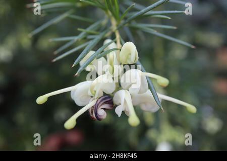 Grevillea ‘White Knight’ Spider Flower White Knight – gewickelte weiße und hellgrüne Blüten, November, England, Großbritannien Stockfoto