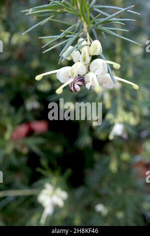 Grevillea ‘White Knight’ Spider Flower White Knight – gewickelte weiße und hellgrüne Blüten, November, England, Großbritannien Stockfoto