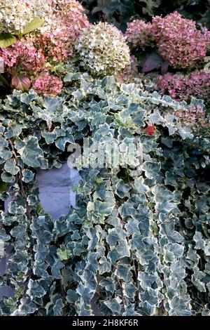 Hedera Helix ‘White Wonder’ / ‘Glacier’ englischer Efeu - mittelgroßes, graugrünes Efeublatt auf Herzbasis mit cremefarbenen Rändern, November, England, Großbritannien Stockfoto