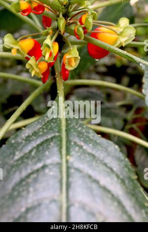 Impatiens niamniamensis Papageienpflanze – gelb und rot abgeflachte röhrenförmige Blüten mit Hakenschwanz, November, England, Großbritannien Stockfoto