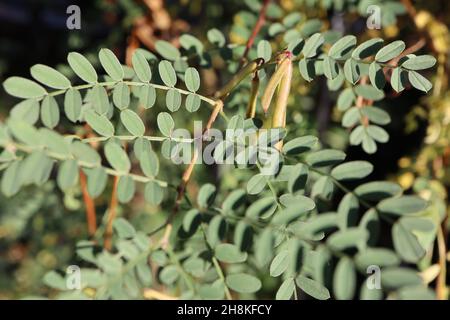 Indigofera pendula weinend indigo – Haufen hellgrüner zylindrischer Samenköpfe, blau-grüne gefiederte Blätter, November, England, Großbritannien Stockfoto