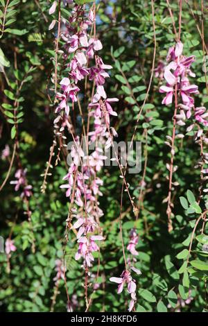 Indigofera pendula weinende Indigo – hängende Trauben von erbsenartigen, tiefrosa und weißen Blüten, blau-grün gefiederten Blättern, November, England, Großbritannien Stockfoto