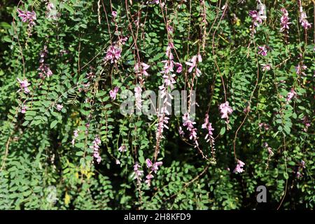 Indigofera pendula weinende Indigo – hängende Trauben von erbsenartigen, tiefrosa und weißen Blüten, blau-grün gefiederten Blättern, November, England, Großbritannien Stockfoto