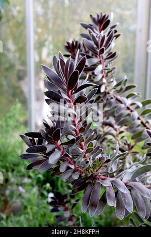 Leucadendron ‘Burgundy Sunset’ Conebush Burgundy Sunset – elliptisch spiralförmig angeordnete lila schwarze Blätter auf roten Stielen, November, England, Großbritannien Stockfoto