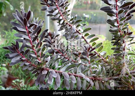 Leucadendron ‘Burgundy Sunset’ Conebush Burgundy Sunset – elliptisch spiralförmig angeordnete lila schwarze Blätter auf roten Stielen, November, England, Großbritannien Stockfoto